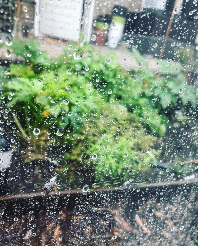 Moestuin in de regen